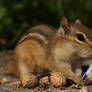 Chipmunk lightsaber