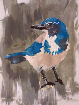 Western Scrub Jay Painting