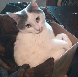 My box leave me alone my cat billy