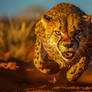 Cheetah Running Through the Desert