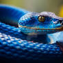 Blue viper snake