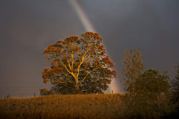 Tree Bow