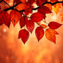 Emotional Autumn Leaf Fine Art Poster