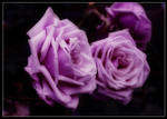 In purple by SpringlighT