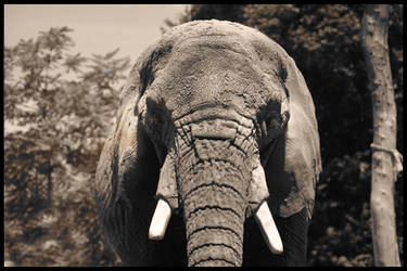 Elephant portrait