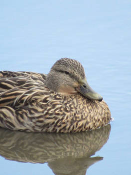 Boston Public Garden Duck