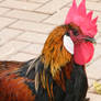 spanish rooster..