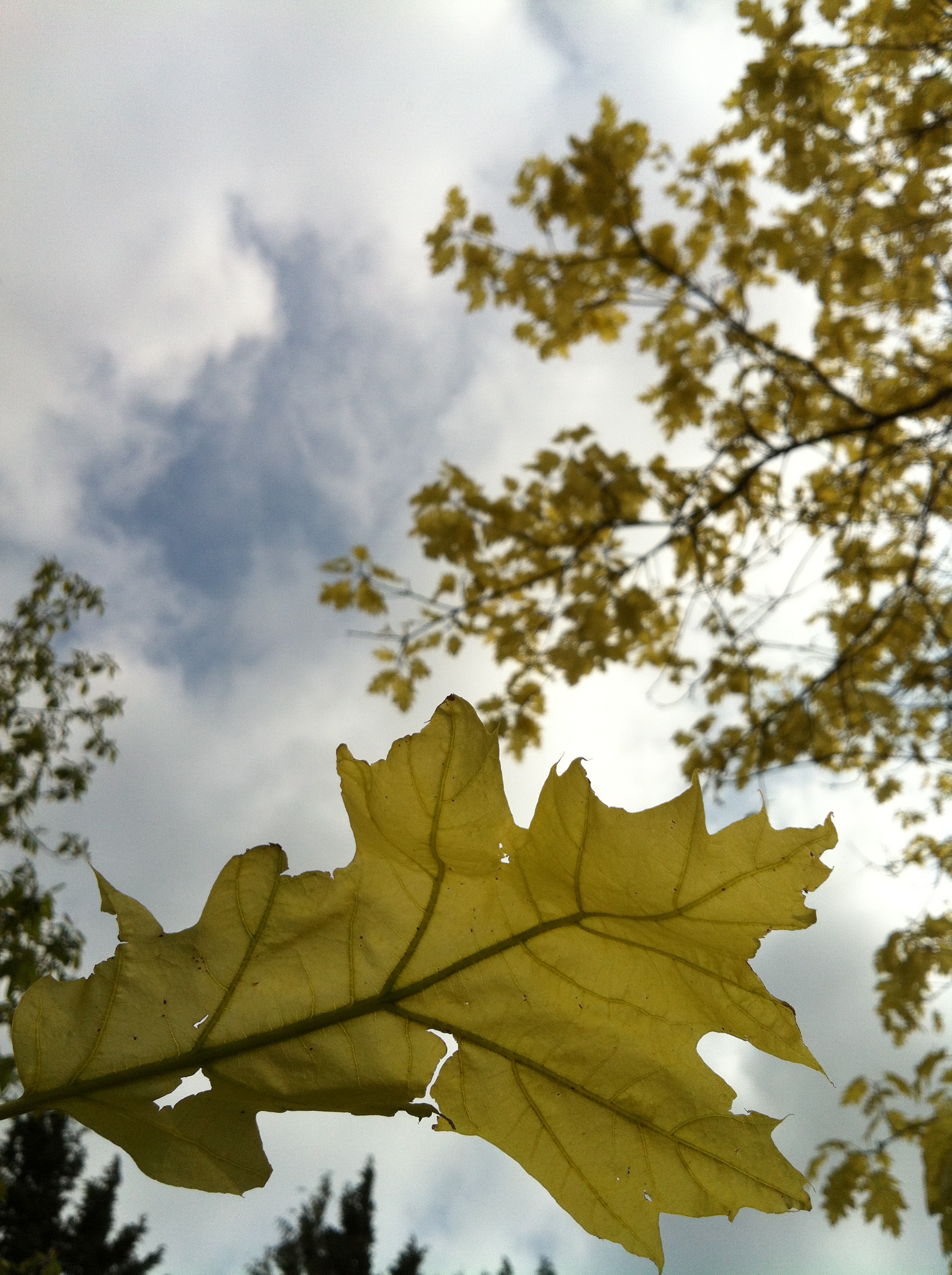 Catch a leaf..