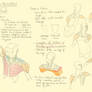 Hampton p.104-107: Torso - Deltoid