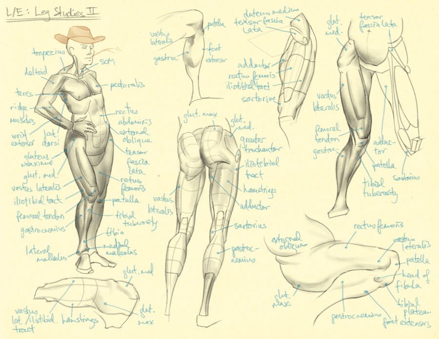 Legs comics. Ноги анатомия для художников. Основы анатомии для художников. Анатомия для художников упрощенная. Уроки по анатомии для художников.