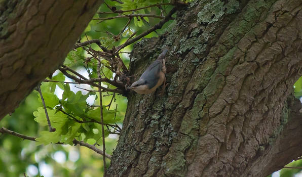 Nuthatch