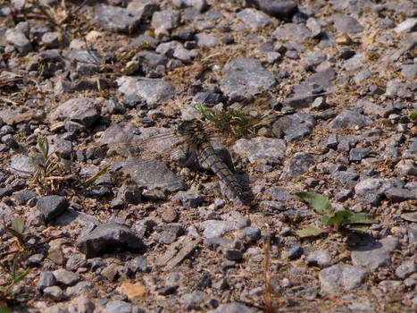 Black Tailed Skimmer