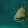 The Shark