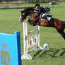 horse stock 003