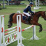 horse stock 024