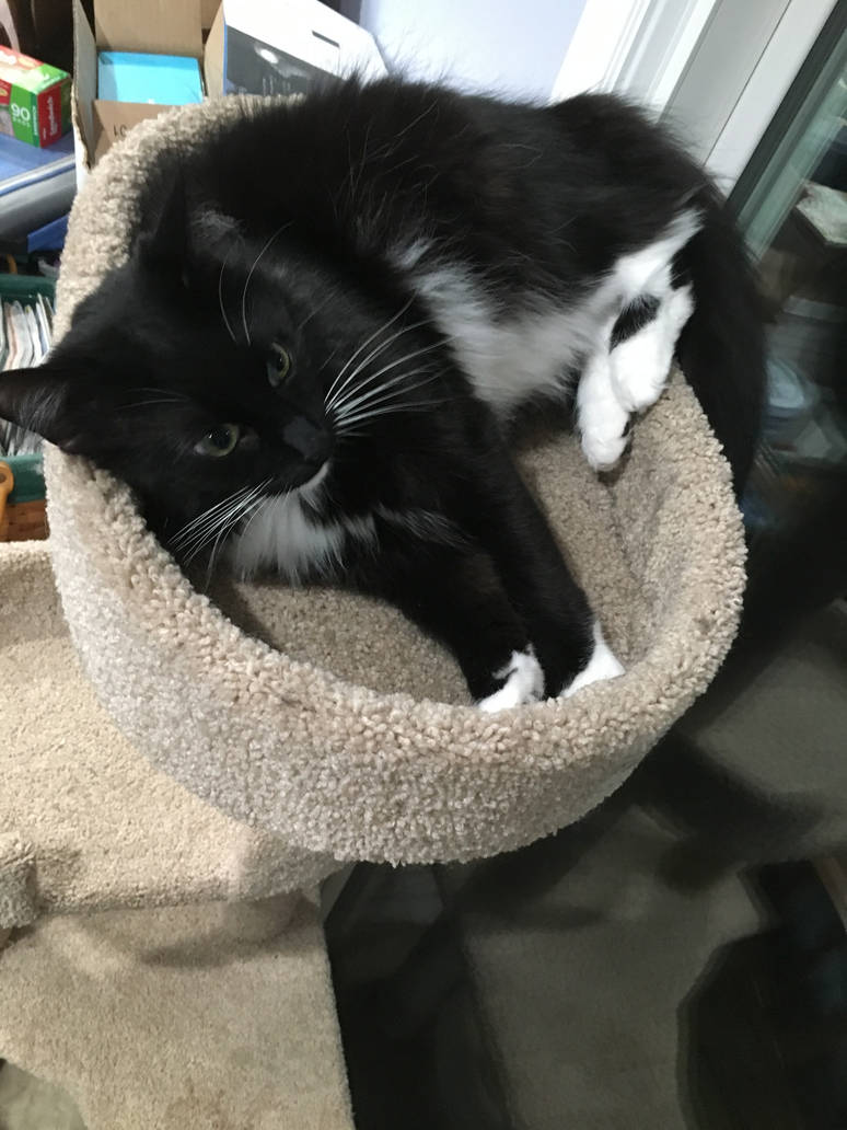 Rascal Cat Model Rascal chilling in his cat tree by Peaches680 on DeviantArt