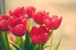 Tulips From London by Sabiiz