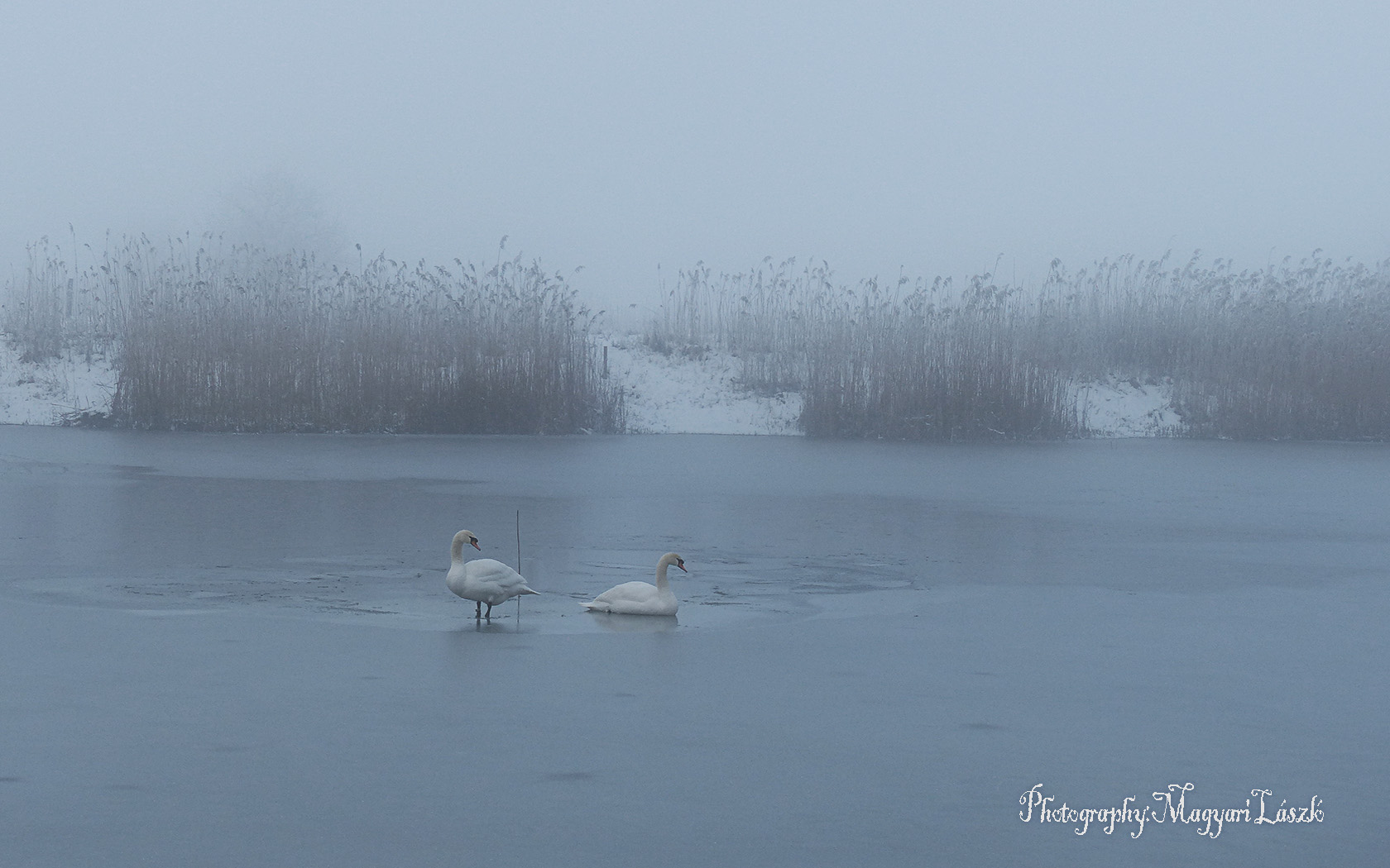 Hungarian landscapes.   February.