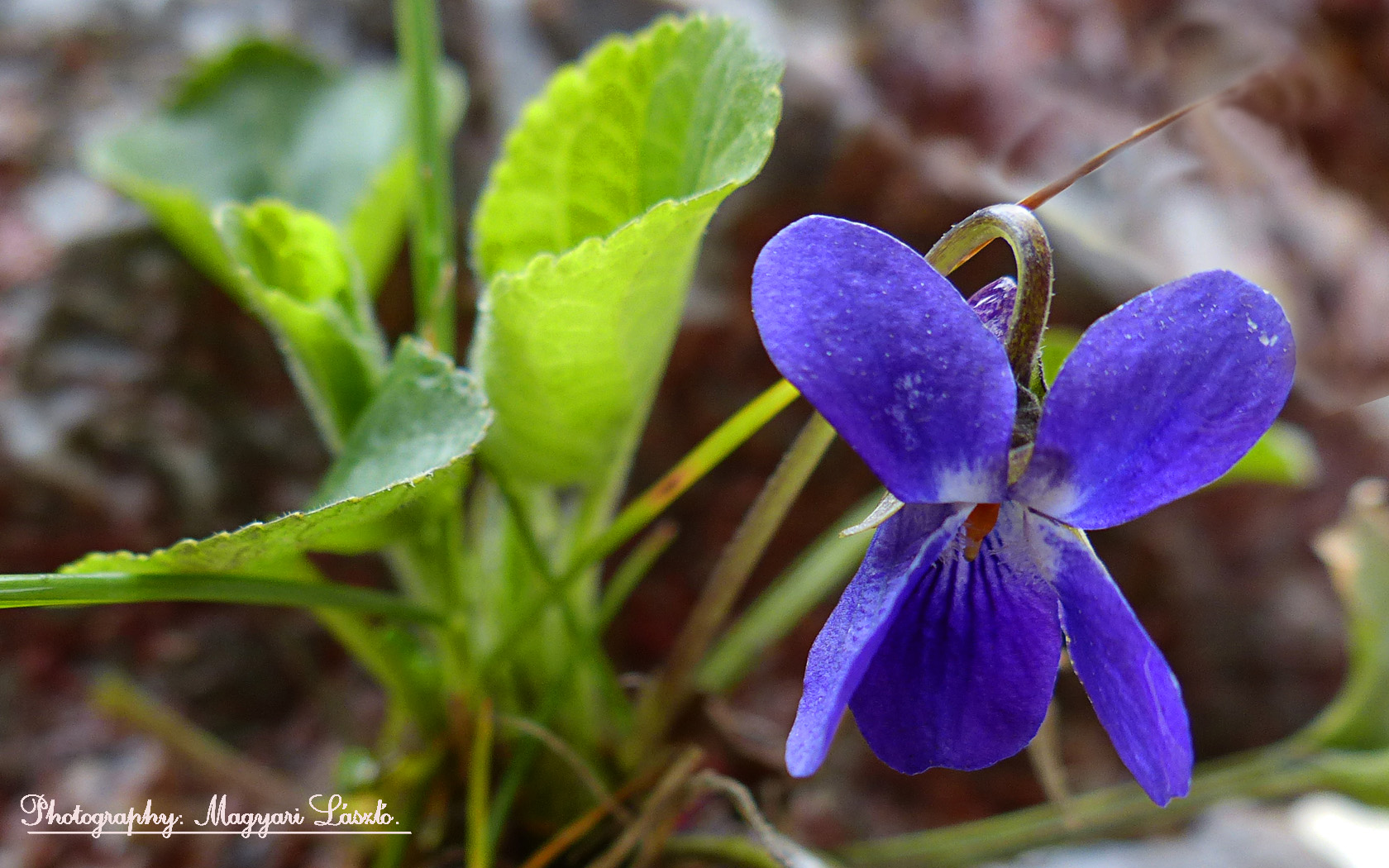 Macro photo( (Spring in Hungary) 2013.)