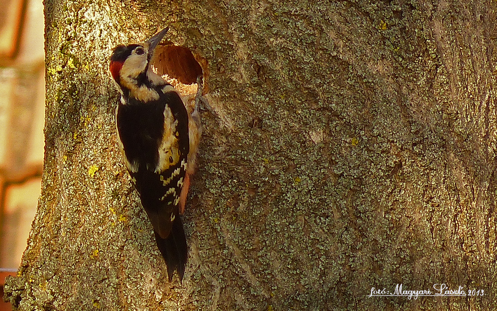 The Woodpecker(Dendrocopos major)