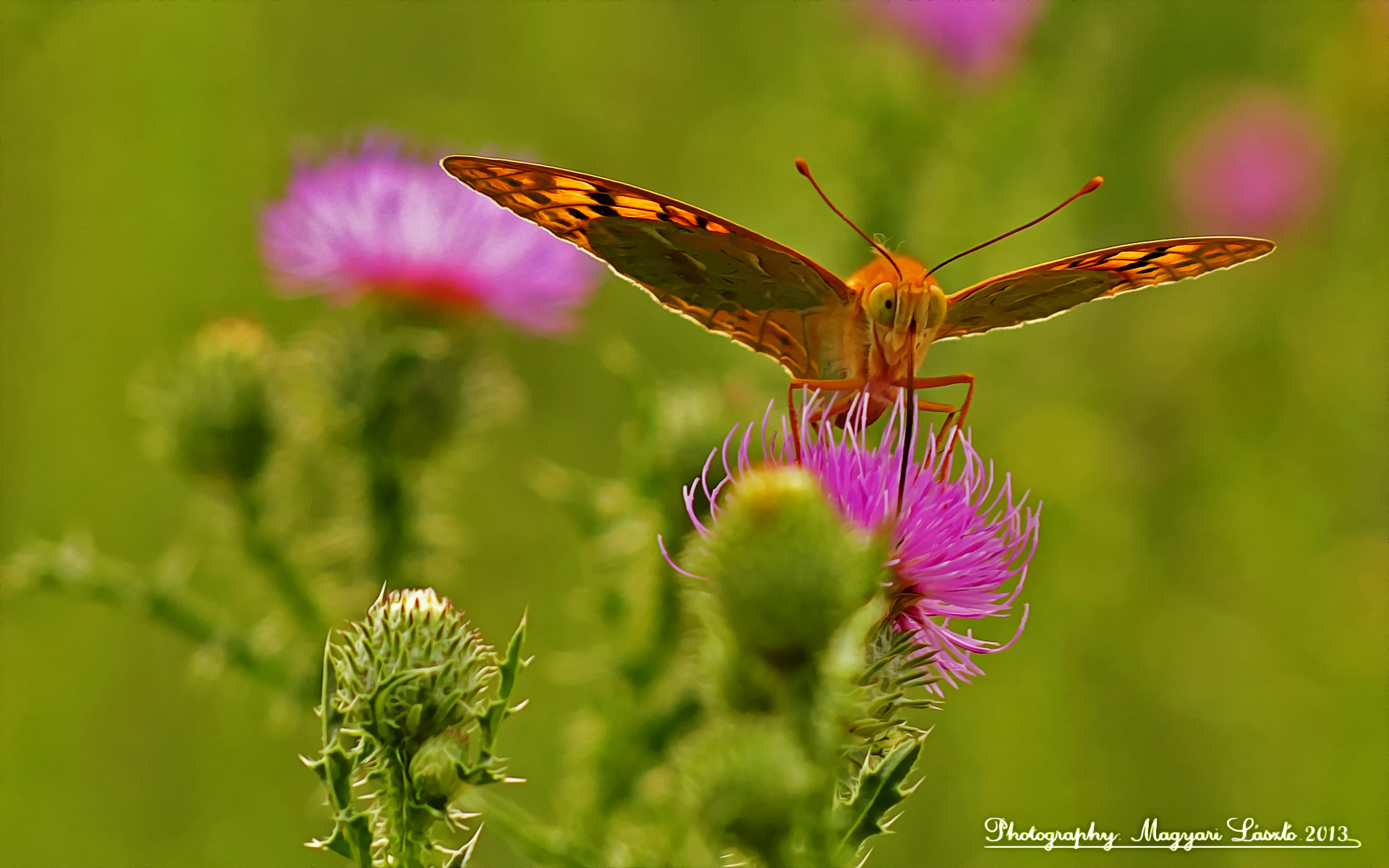 Macro. (HDR)