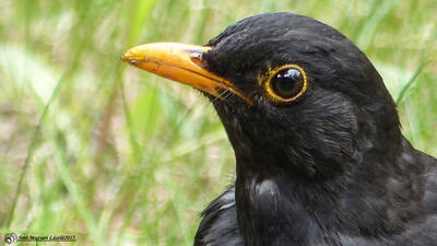 Turdus merula