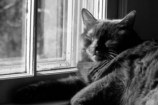 Napping in the Sun BW