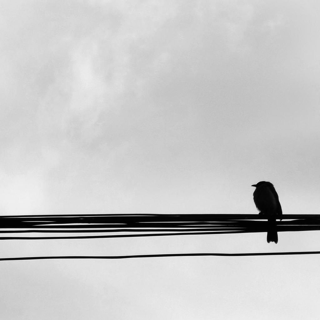 Bird in the Wire