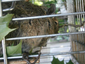 Degu