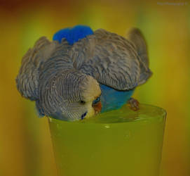 Bathing Budgie