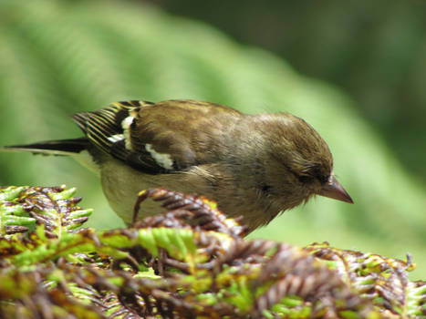 Fern Bird