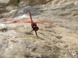 Dragonfly