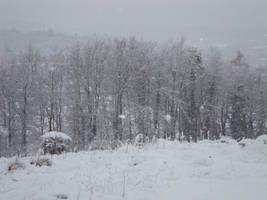 silver trees.