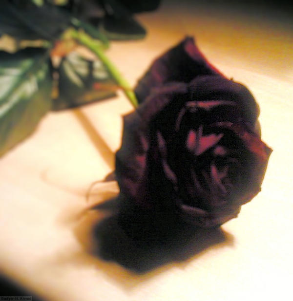 Dying Rose