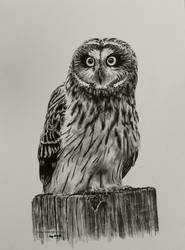 Short-eared Owl