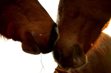 Horsey Love