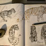 Tiger studies 