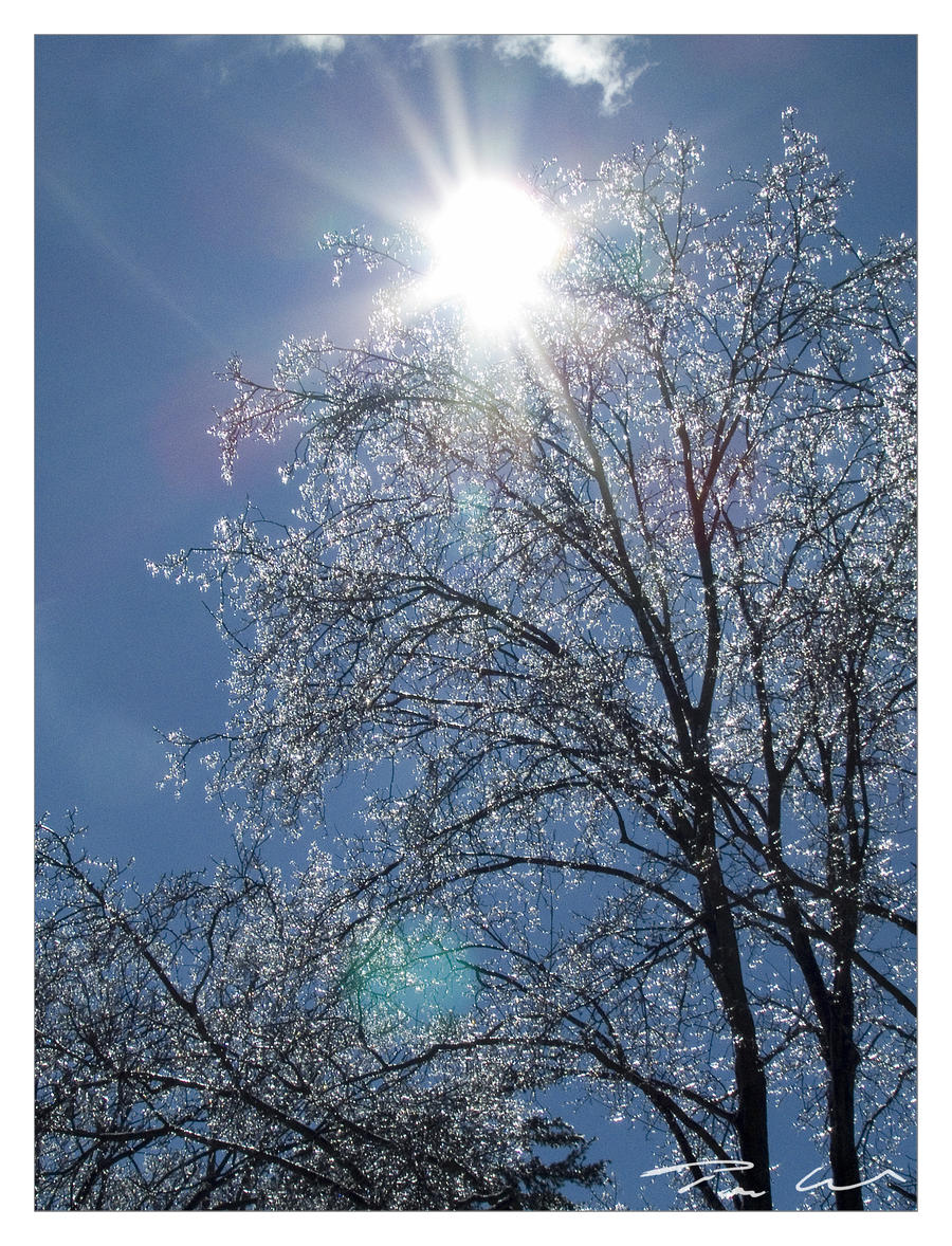 Ice Through the Trees