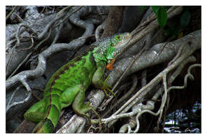 Iguana