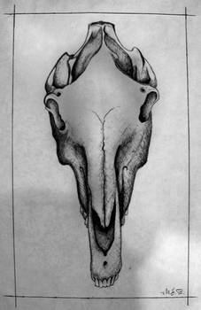 Pen and Ink Horse's Skull