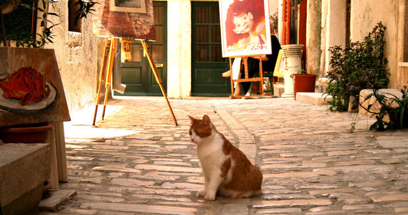cat of the artist district