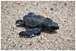 Olive Ridley by SimonVelazquezArt