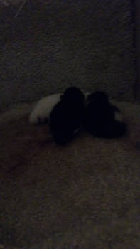 My 3 Kittens