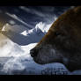 Bear in Snow