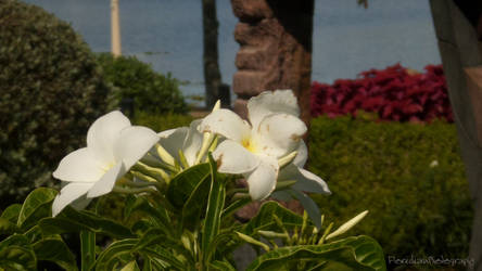 White Flowers Zoomed