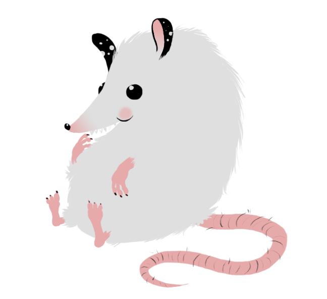 lil Possum