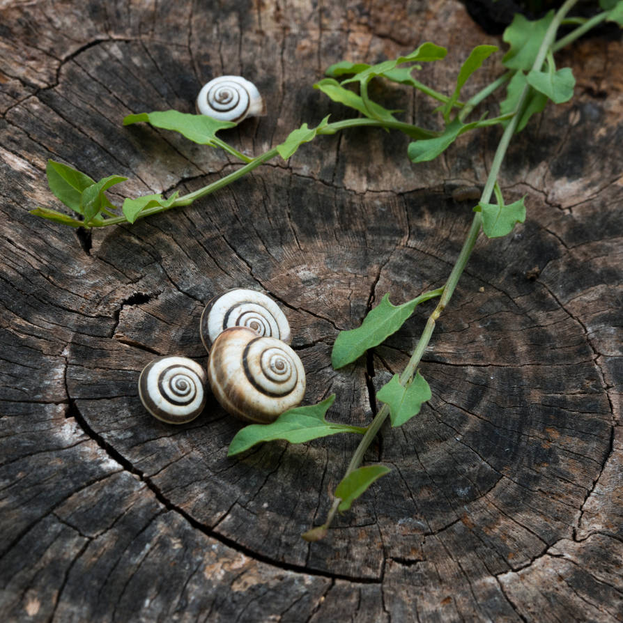 Spirales - 5 by epsilon3-artphoto on DeviantArt