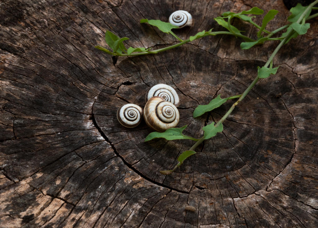 Spirales - 6 by epsilon3-artphoto on DeviantArt