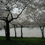 Blossom Trees and Lake