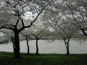 Blossom Trees and Lake